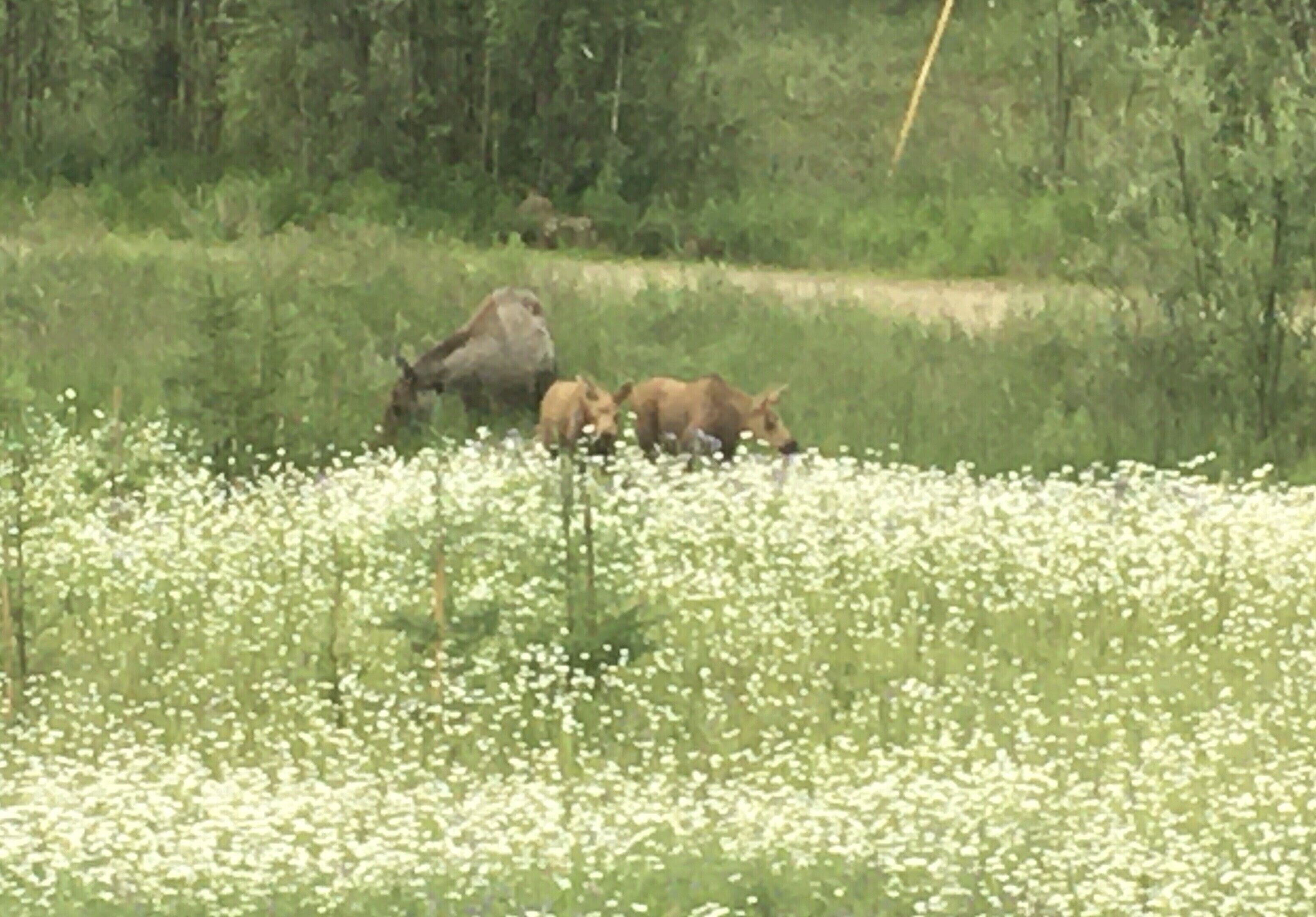 A field with white flowers and a group of animals in the background.