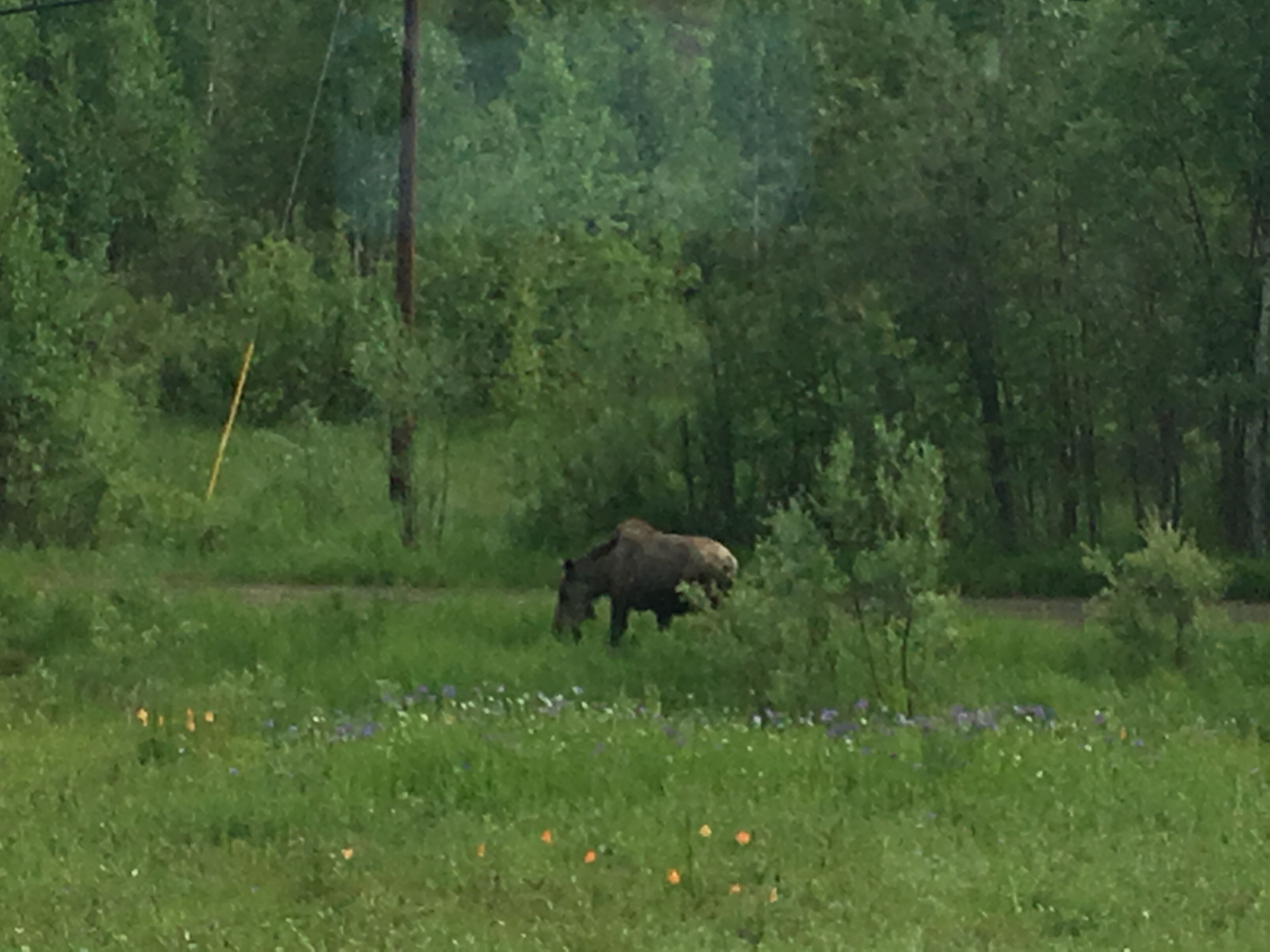 A moose in a grassy field with trees in the background.