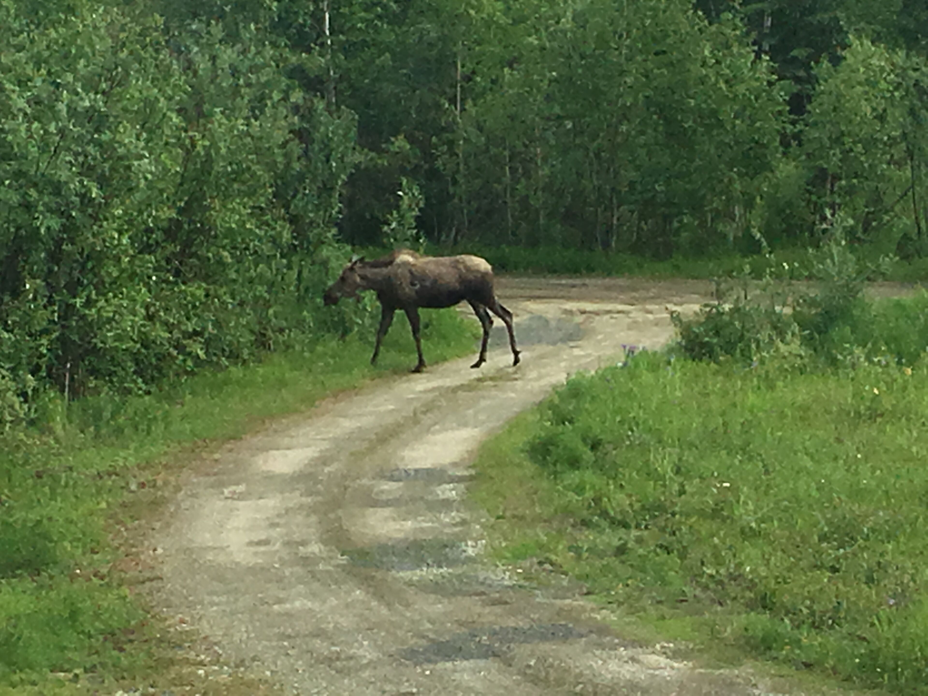 A moose walking on a dirt road surrounded by dense green foliage.