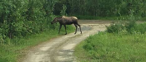A moose walking on a dirt road surrounded by dense green foliage.