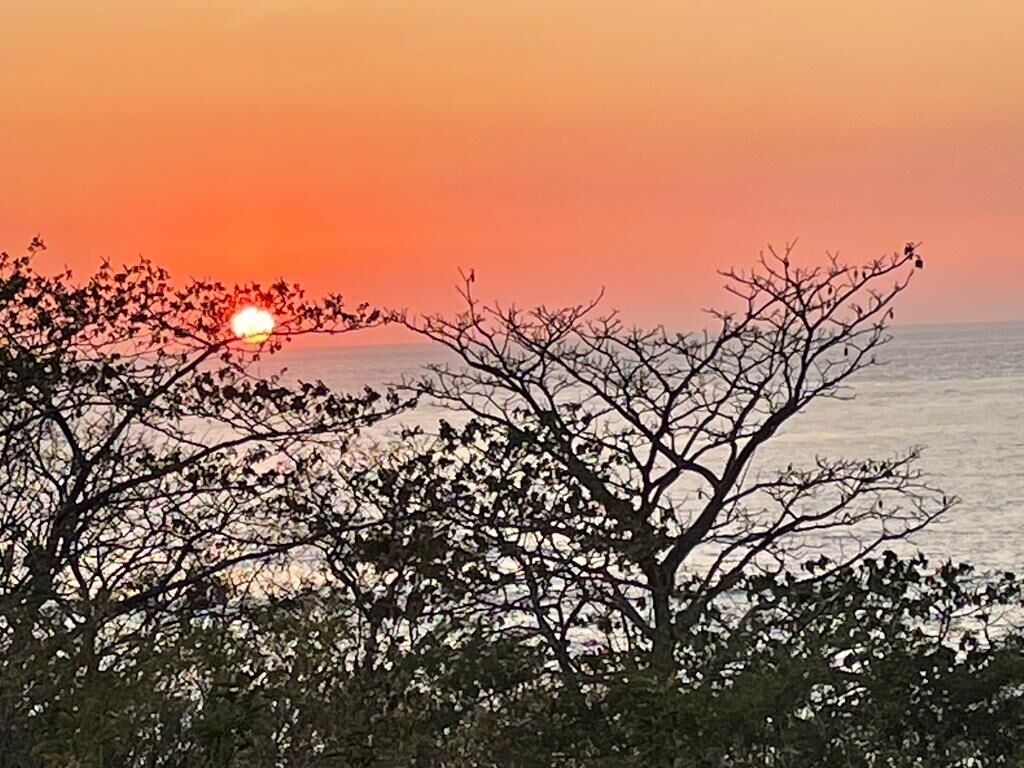 Solnedgang over havet med træer i forgrunden i silhuet.