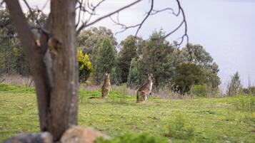 Two kangaroos in a grassy field with a tree in the foreground and a body of water in the background.