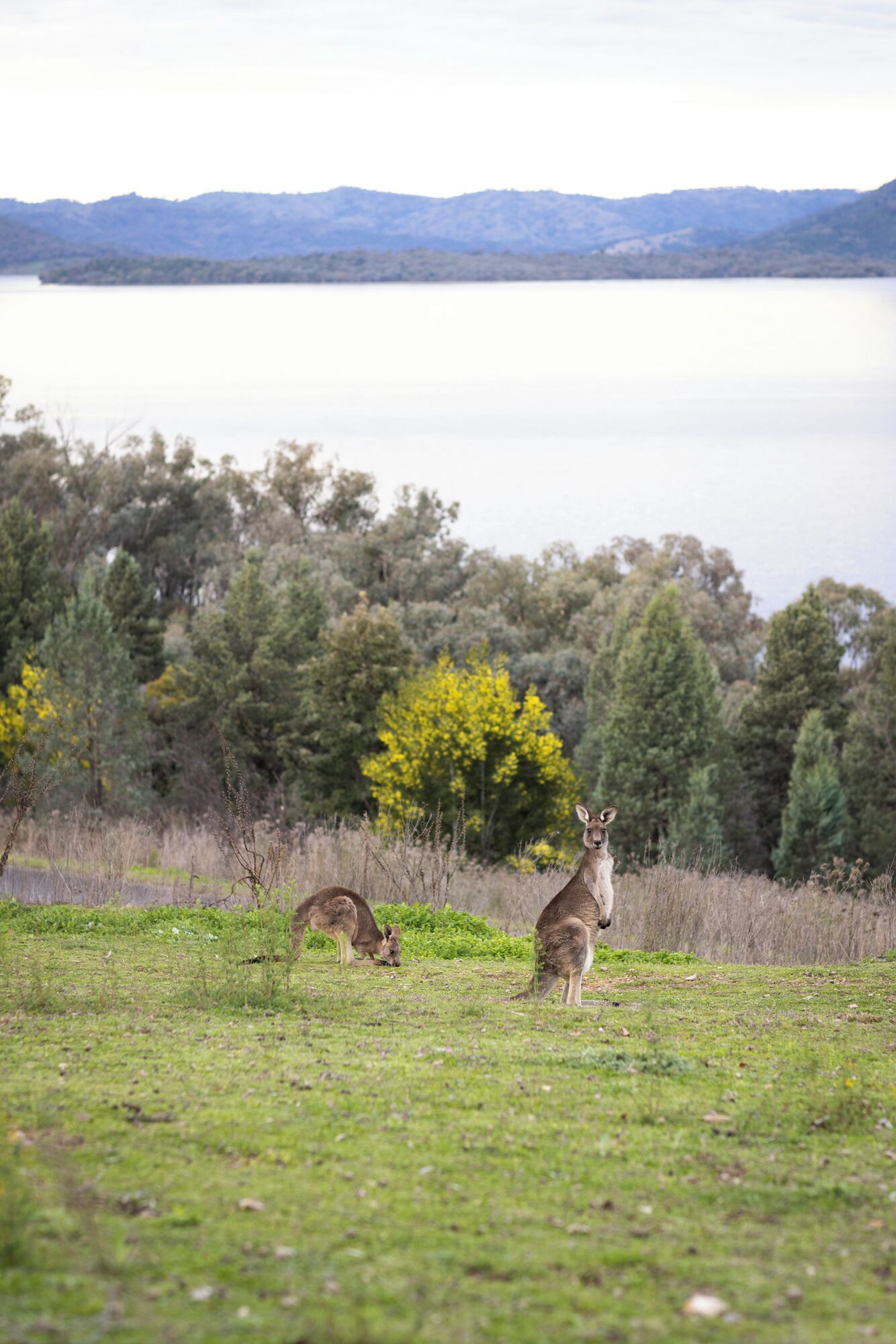 A grassy field with two kangaroos and a lake in the background.