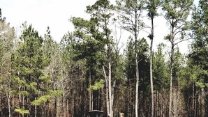 A lakeside cabin with a dock, surrounded by tall pine trees.