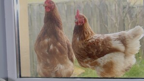 Two chickens outside a window, with a wooden fence and greenery in the background. - Kirkapol Beach Sleeps 4 With Dog Access (Tiree Island)