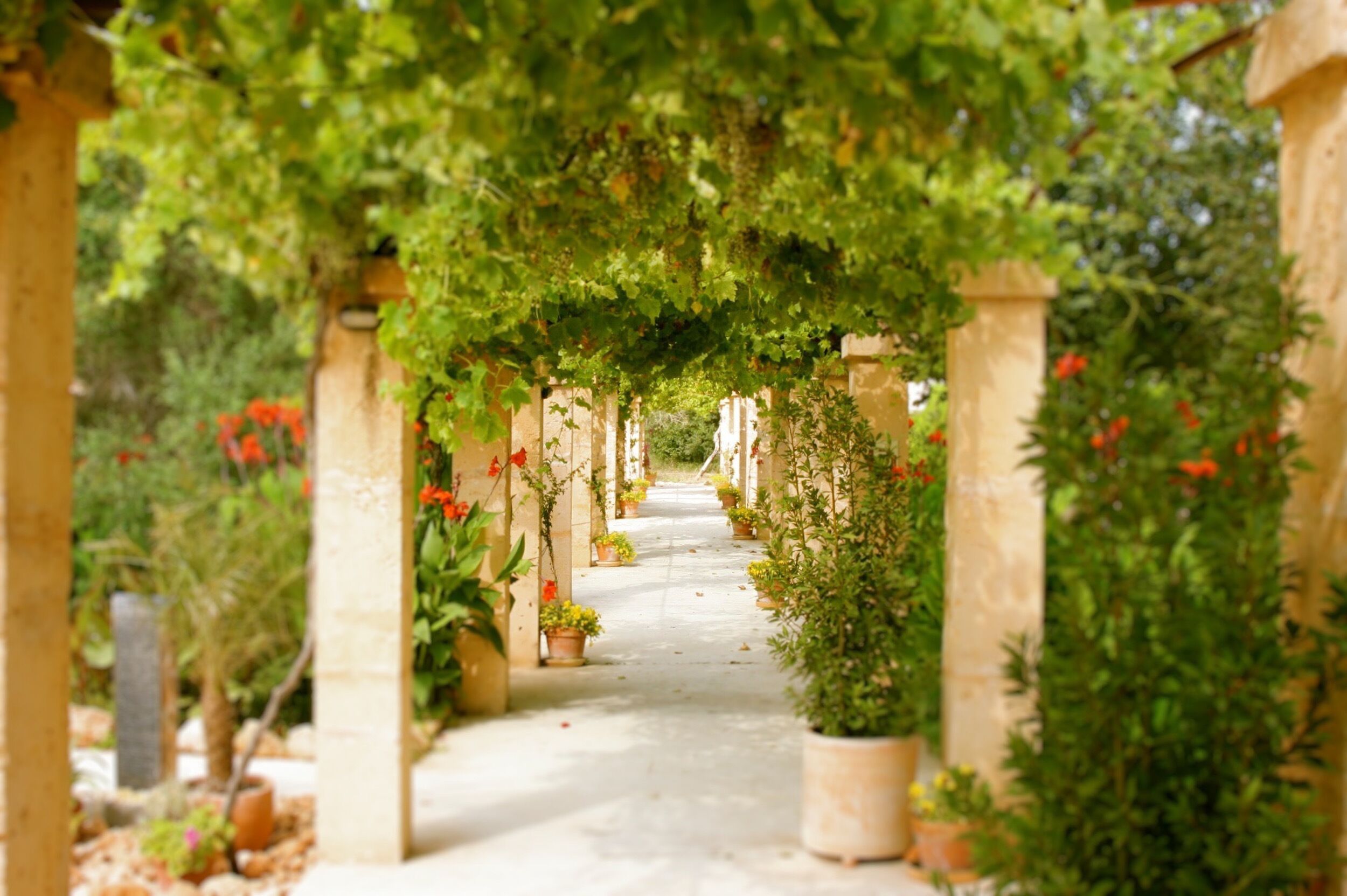 Foto - Finca Sol y Vida - Agroturismo Son Sampoli