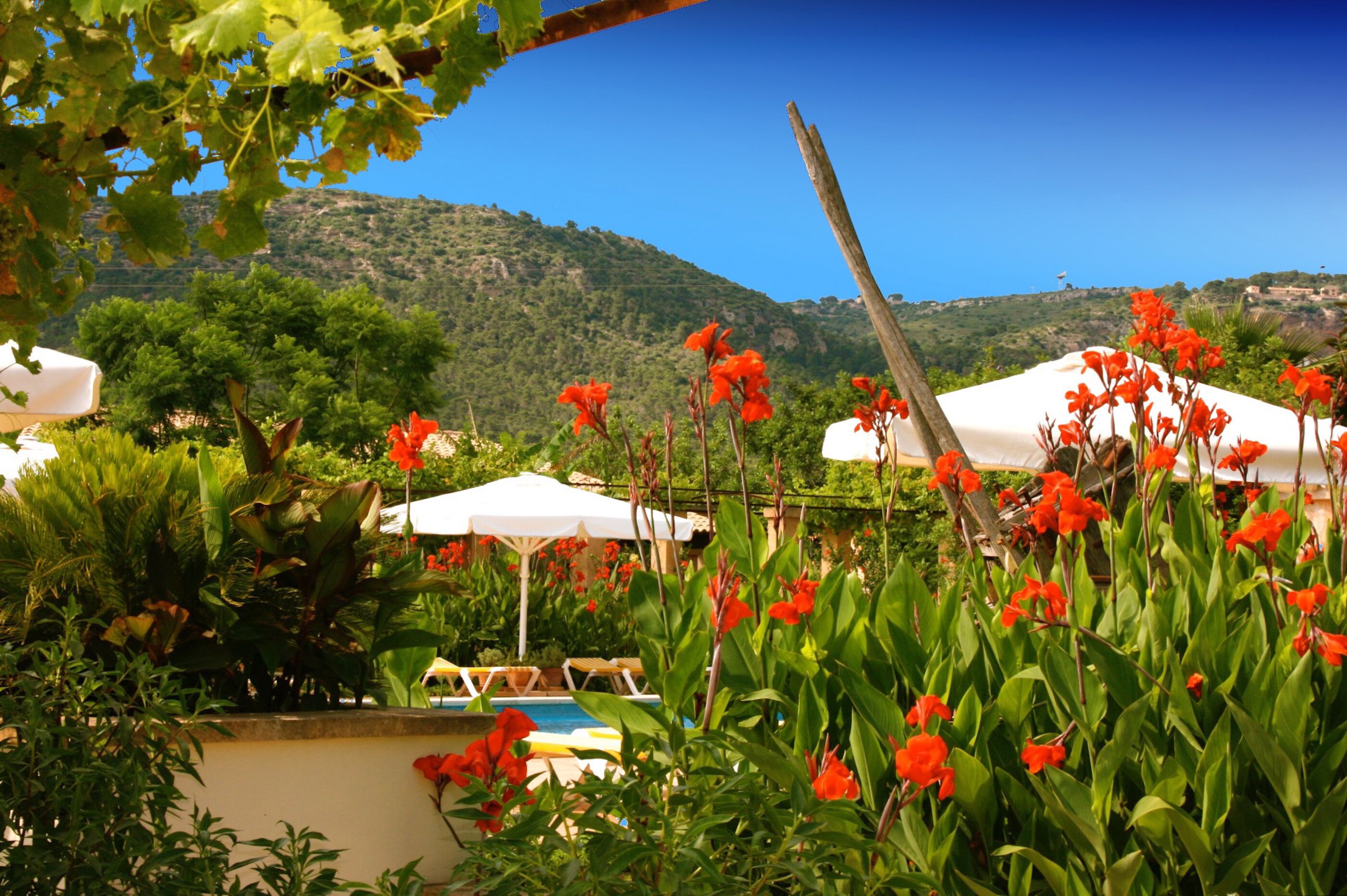 Foto - Finca Sol y Vida - Agroturismo Son Sampoli