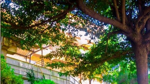 Una escalera rodeada de vegetación exuberante, que conduce a un corredor cubierto.