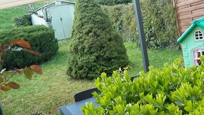 A garden with a green bush, a tall coniferous tree, and a small wooden playhouse.