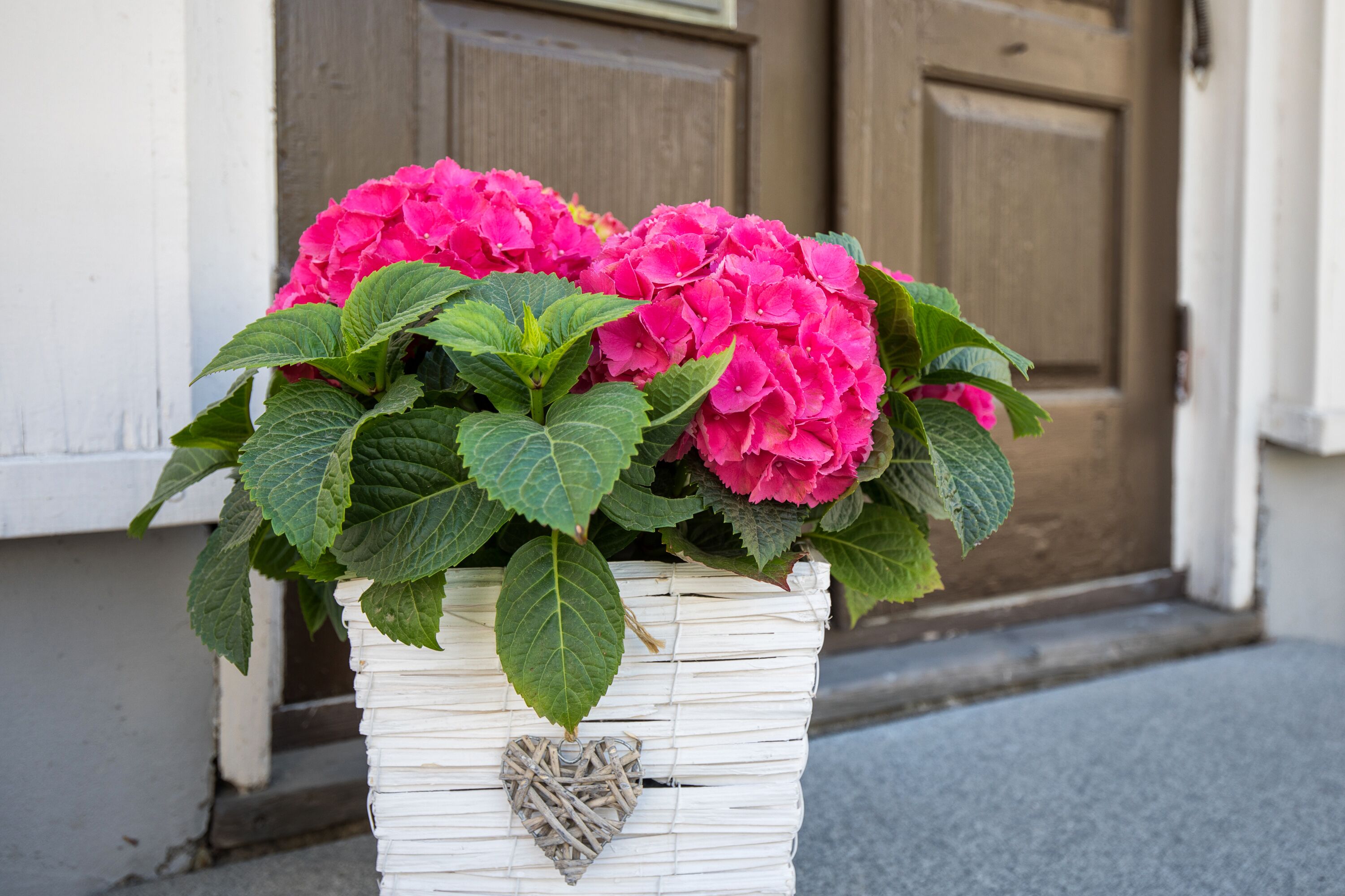 A white wicker planter with a heart-shaped decoration, filled with vibrant pink hydrangeas, placed on a sidewalk in front of a building with wooden doors.
