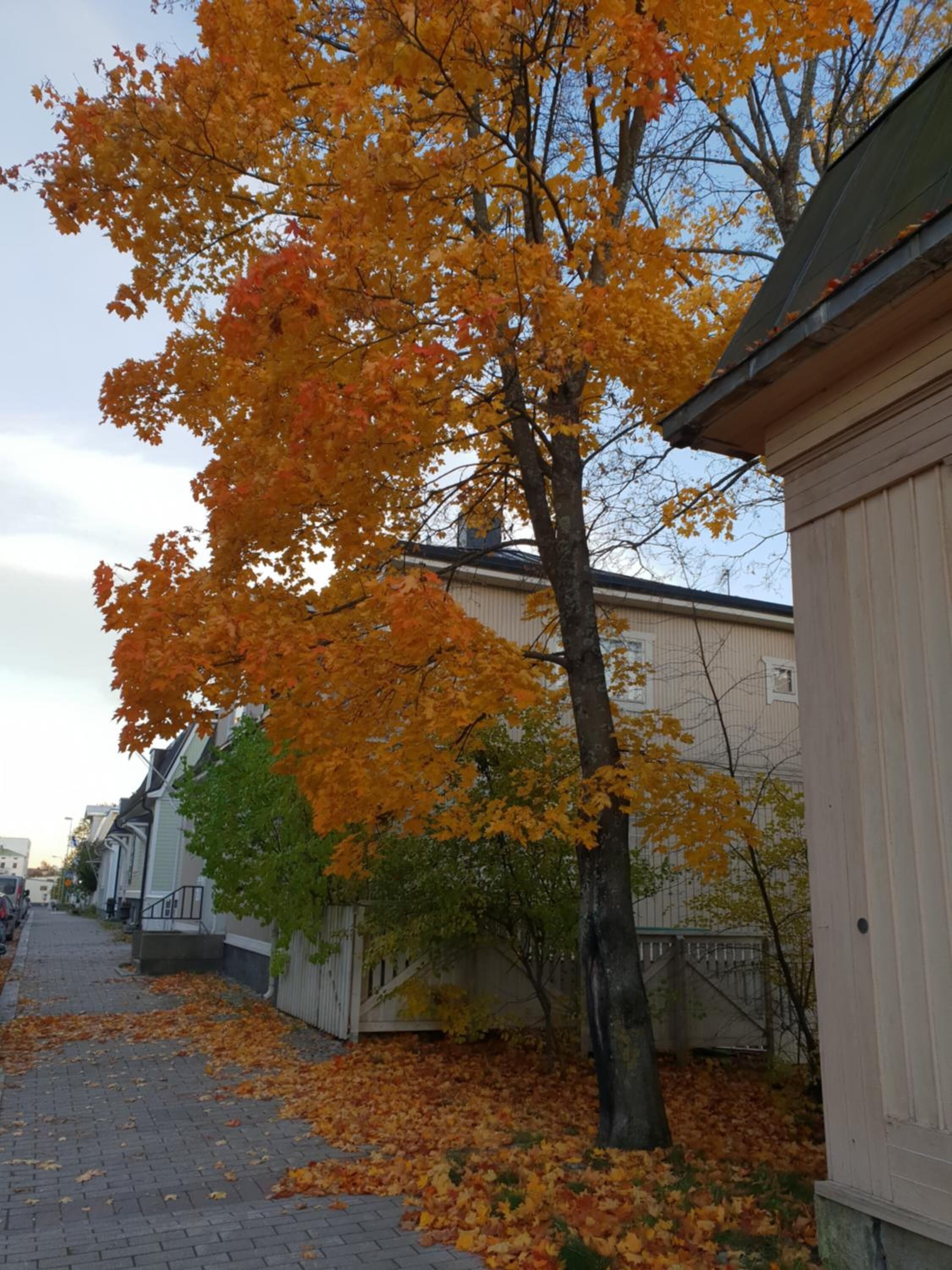 Una calle residencial con casas, un árbol con hojas otoñales y una acera de ladrillo.