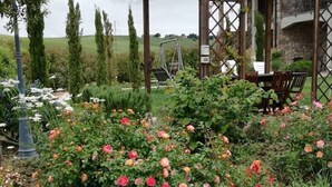 Un jardin avec des rosiers, une pergola en bois et un bâtiment en pierre en arrière-plan.