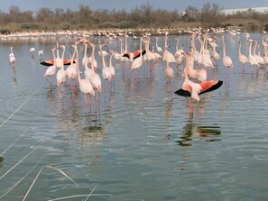 A large group of flamingos standing in a body of water. - LOFT VILLAGE HOUSE+AIR CONDITIONING+TERRACE, NEAR THE GOLF COURSE. (Vernègues)