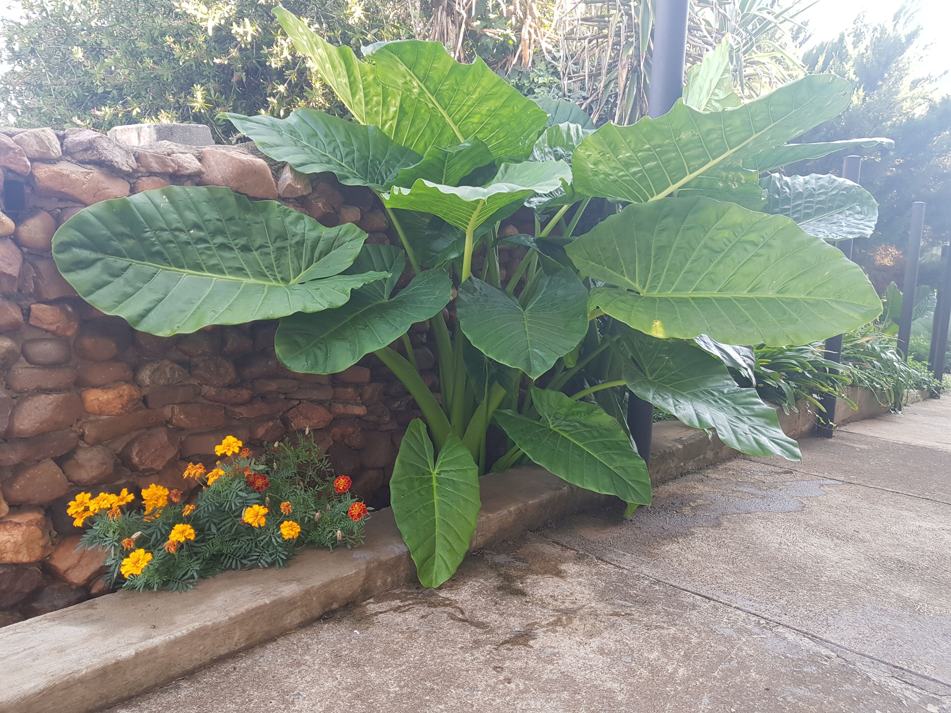 A large plant with broad leaves next to a stone wall and a concrete planter with marigold flowers.