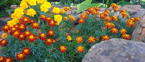 Tuin