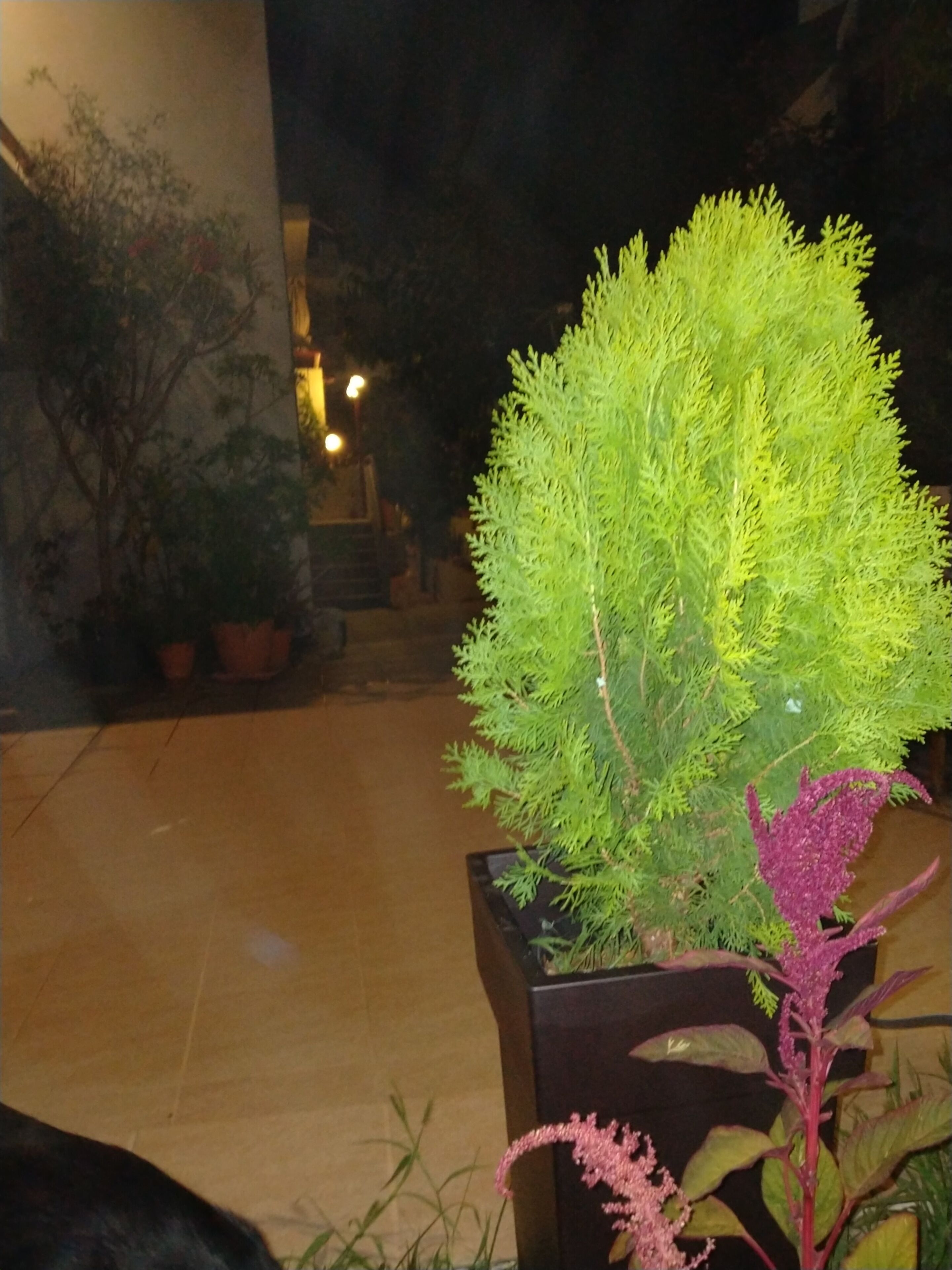 A potted plant with green foliage in a planter.