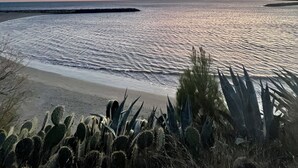 Une plage avec un ciel dégagé, une mer calme et des cactus au premier plan.