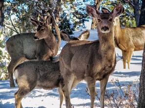Três cangurus em uma paisagem nevada, com árvores ao fundo.