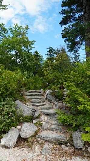 A stone staircase surrounded by lush greenery and trees.