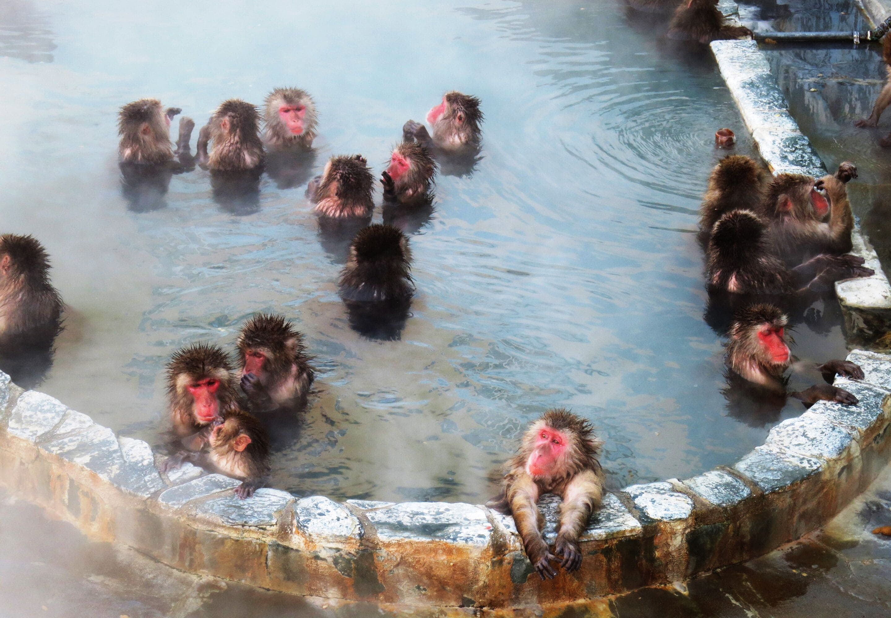 A group of monkeys in a hot spring with a stone wall surrounding the area.