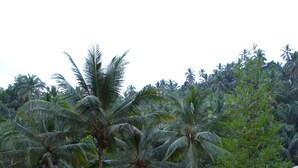 A pathway leading to a building surrounded by lush greenery and palm trees. - Galalima Glamping (Selemadeg)