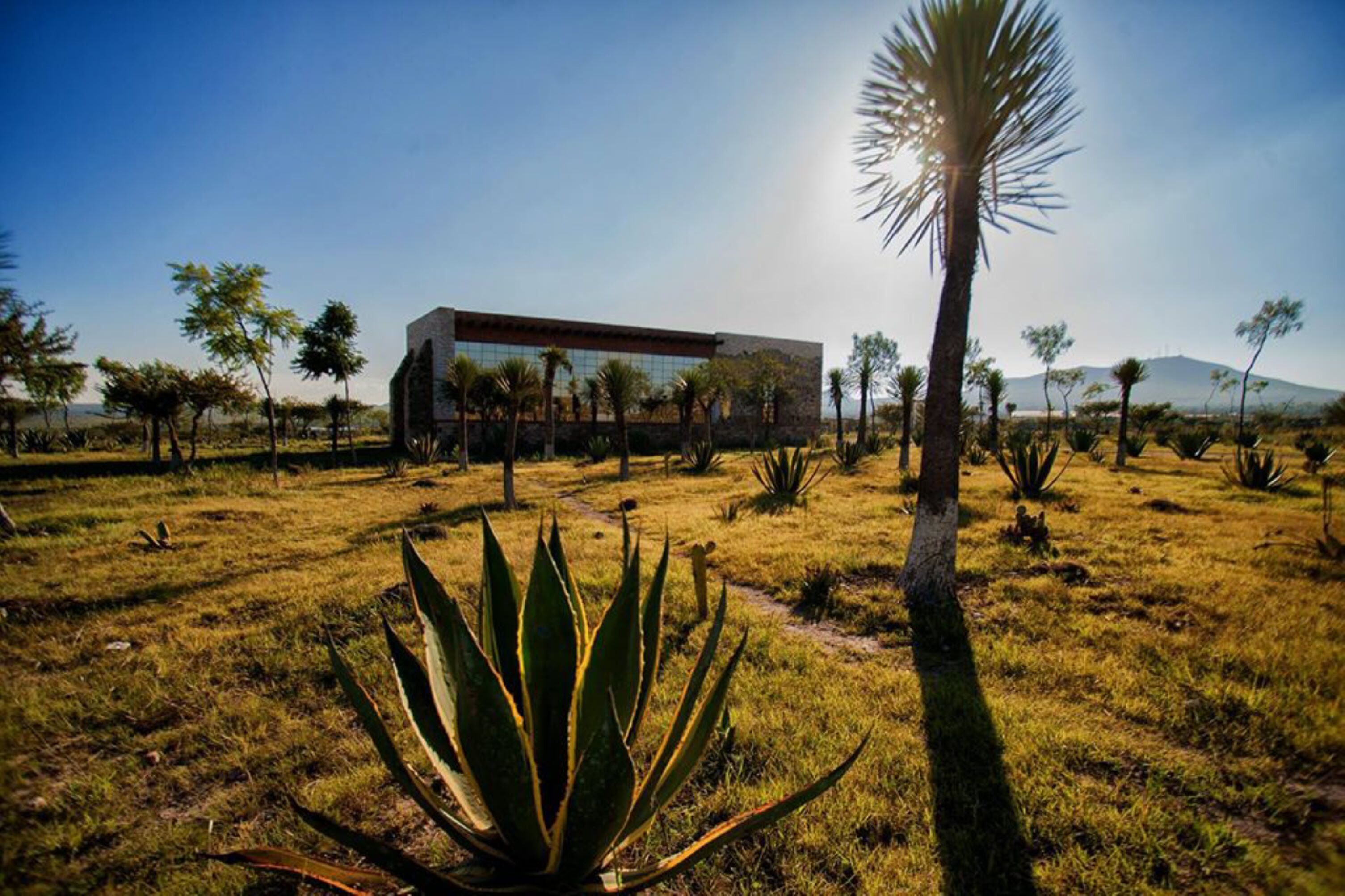 A modern building with a flat roof and large windows, surrounded by a grassy area with various plants and a palm tree.