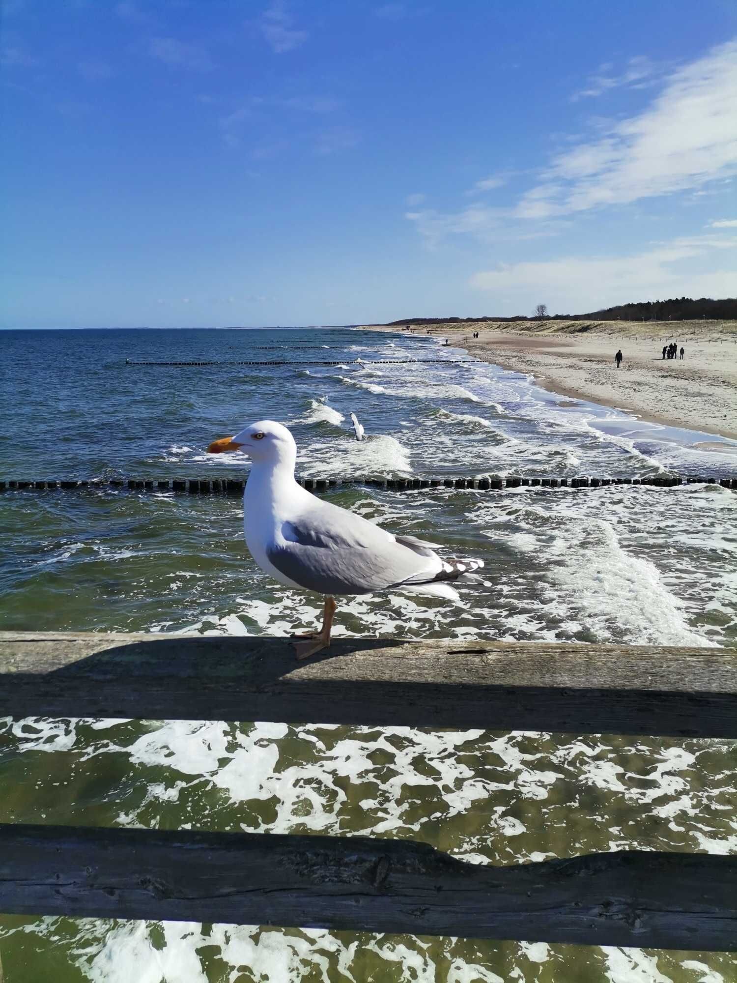 A seagull standing on a wooden structure by the sea.