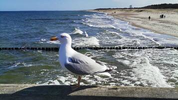 A seagull standing on a wooden structure by the sea.