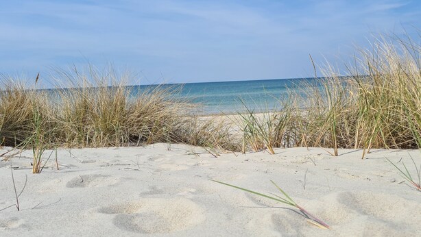 A sandy beach with tall grasses in the foreground and a clear blue sky. - * Coastal Oasis - Wilke GM 69934 - * Coastal Oasis - Wilke SNR .: 8 (Gelbensande)