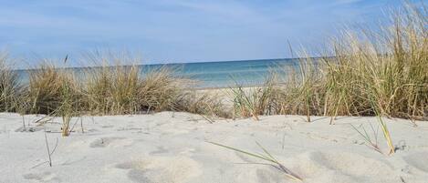 Une plage de sable avec de hautes herbes au premier plan et un ciel bleu dégagé.