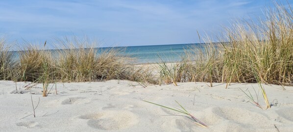 A sandy beach with tall grasses in the foreground and a clear blue sky.