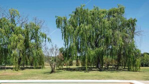 A swimming pool with a view of weeping willow trees and a clear blue sky.