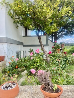 Stunning garden area with a variety of plants, including a flowering bush and a potted succulent, perfectly complementing the building's architecture.