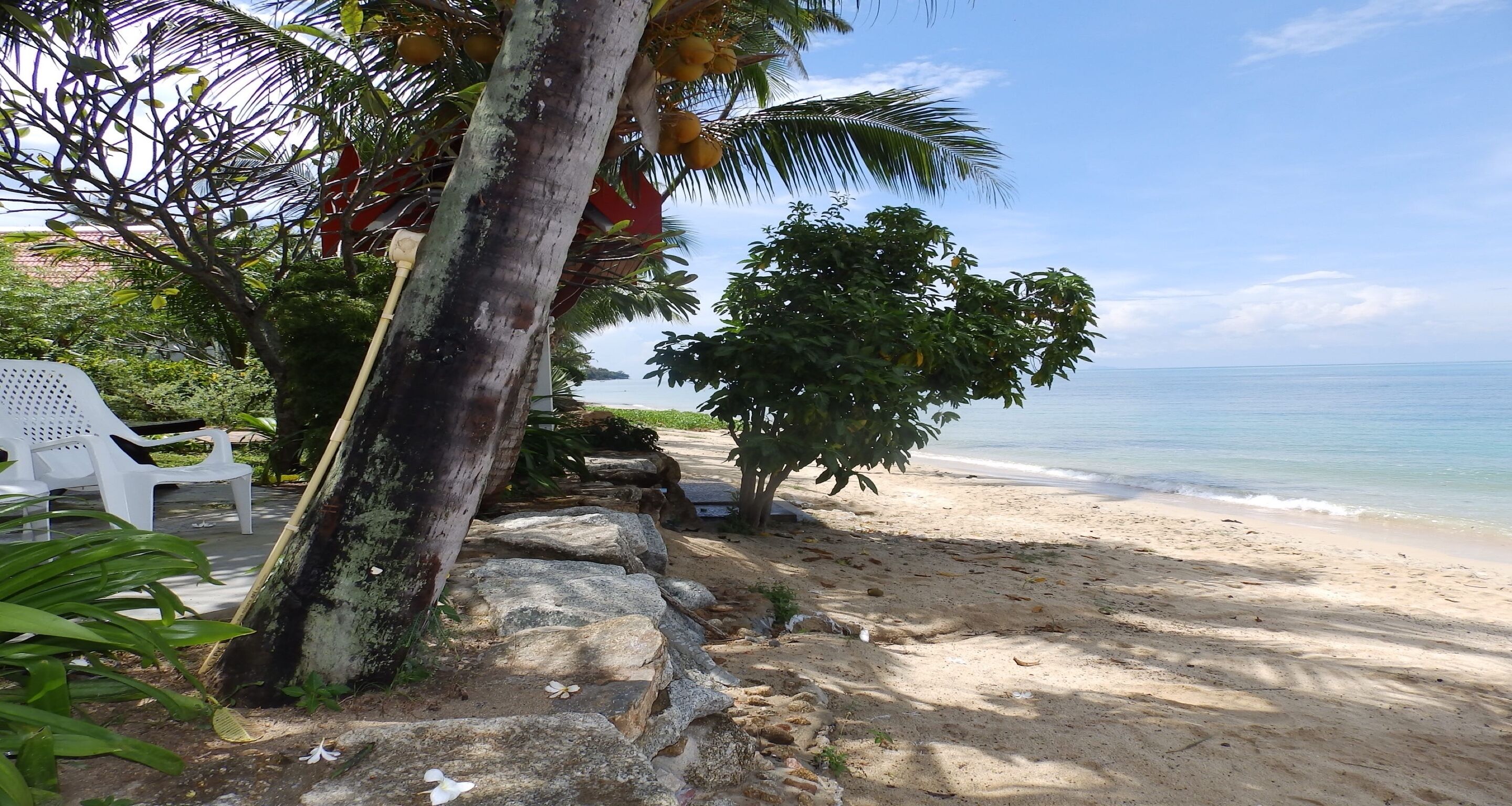 A beach with a palm tree, white chairs, and a rocky path leading to the shore.