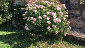 Een gebouw van steen met een pannendak, omringd door weelderige begroeiing en bloeiende roze rozen.