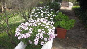 A garden with a pathway lined with pink flowers and green shrubs. - The rural house Tigre (Gaucín)