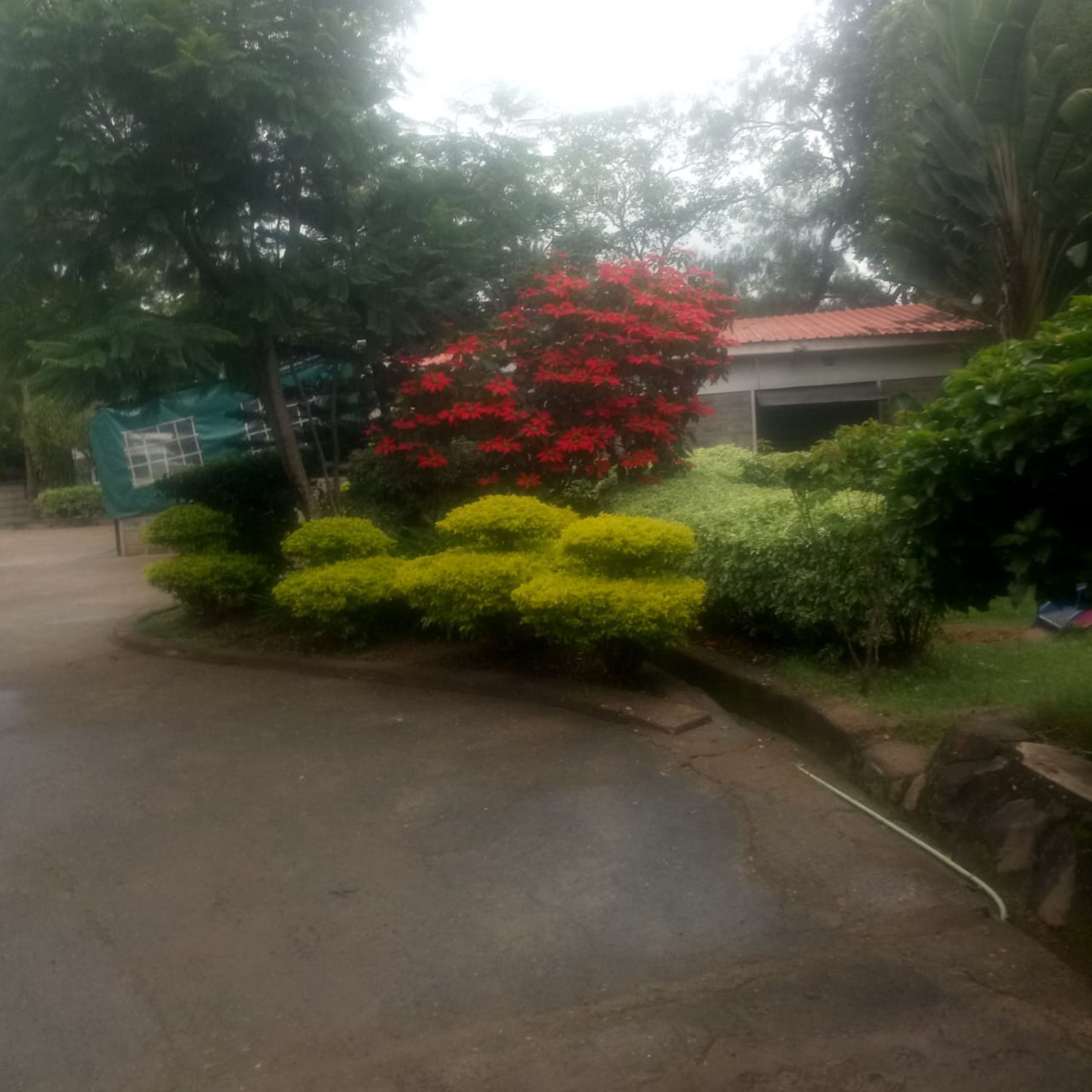 A paved driveway leading to a building with a red roof, surrounded by green and yellow bushes, and a tree with red flowers.