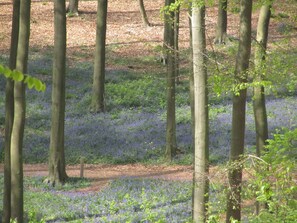 House | View from property