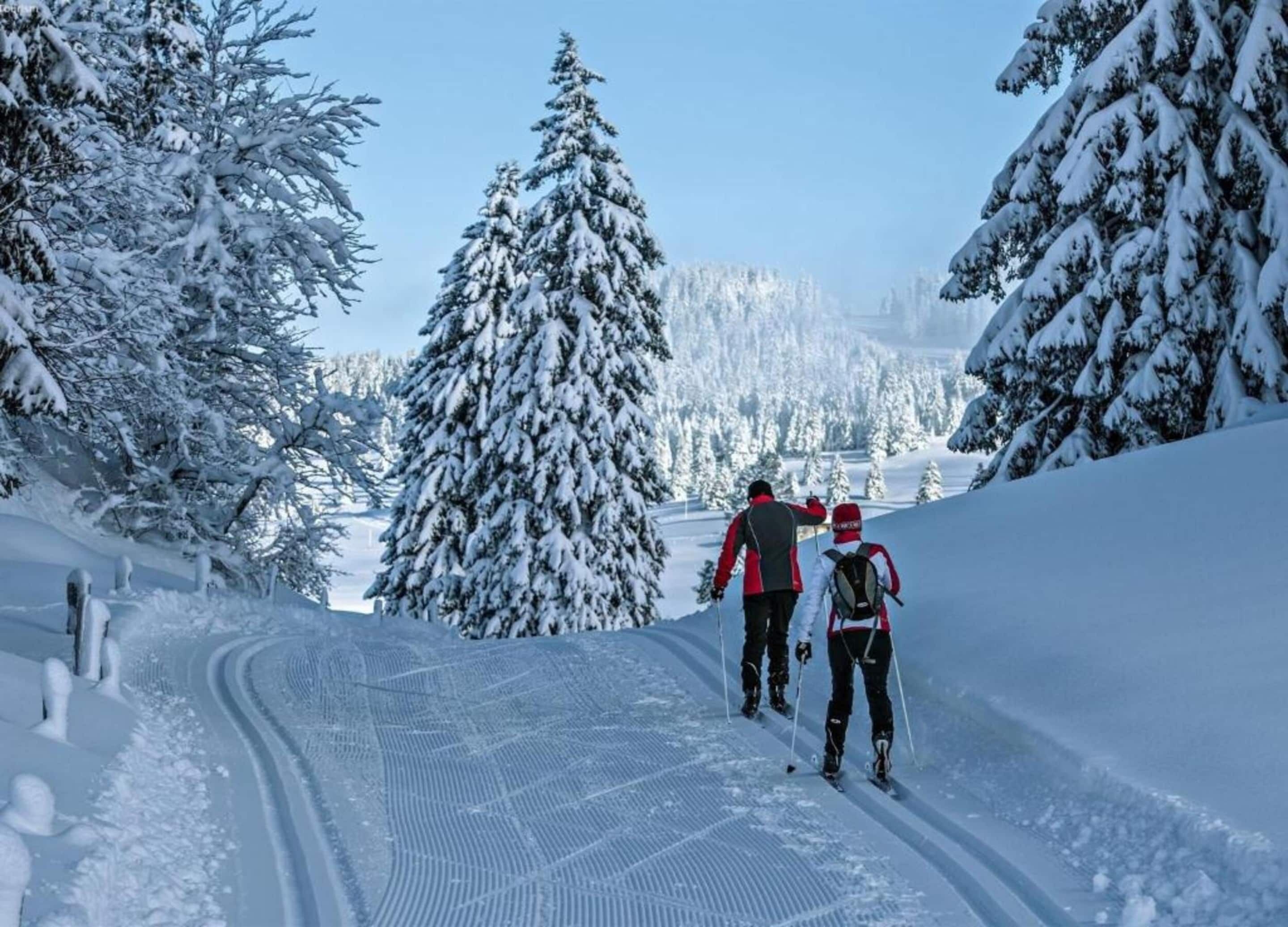 A snowy landscape with a clear path for skiing, surrounded by snow-covered trees.