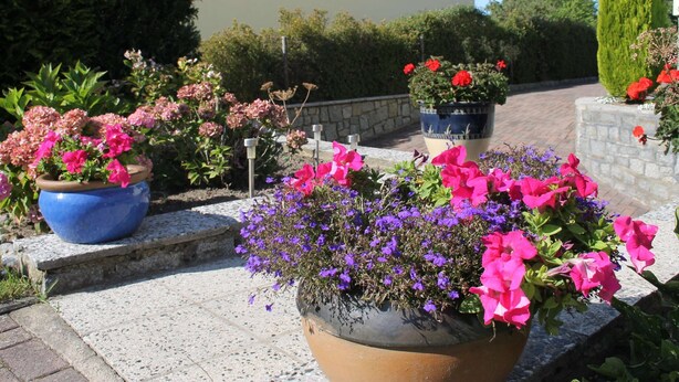 A garden with various potted plants and flowers. - Ferienwohnung, Ostseebad Rerik (Rerik)
