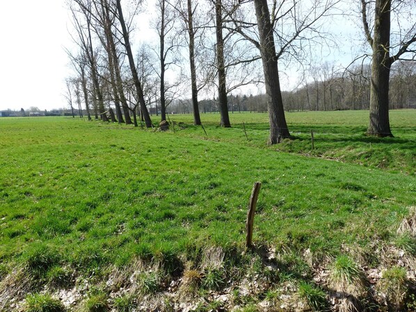 Un champ herbeux avec des arbres et une clôture.