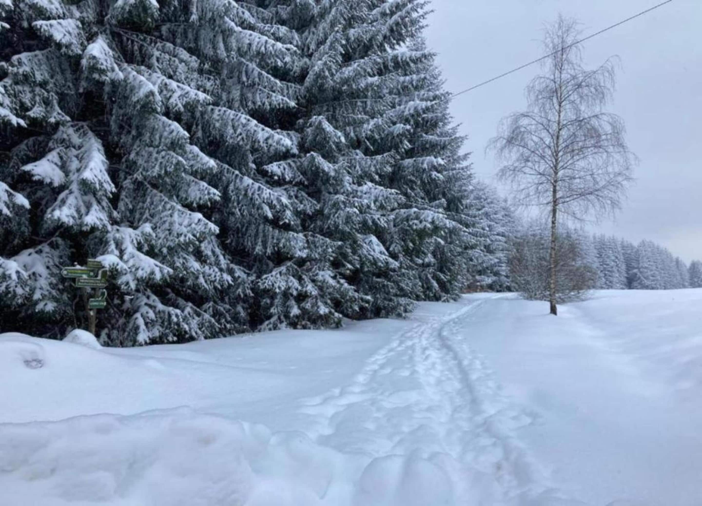 A snow-covered road flanked by trees.