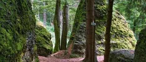 A forested area with a dirt path, large moss-covered rocks, and a signpost.