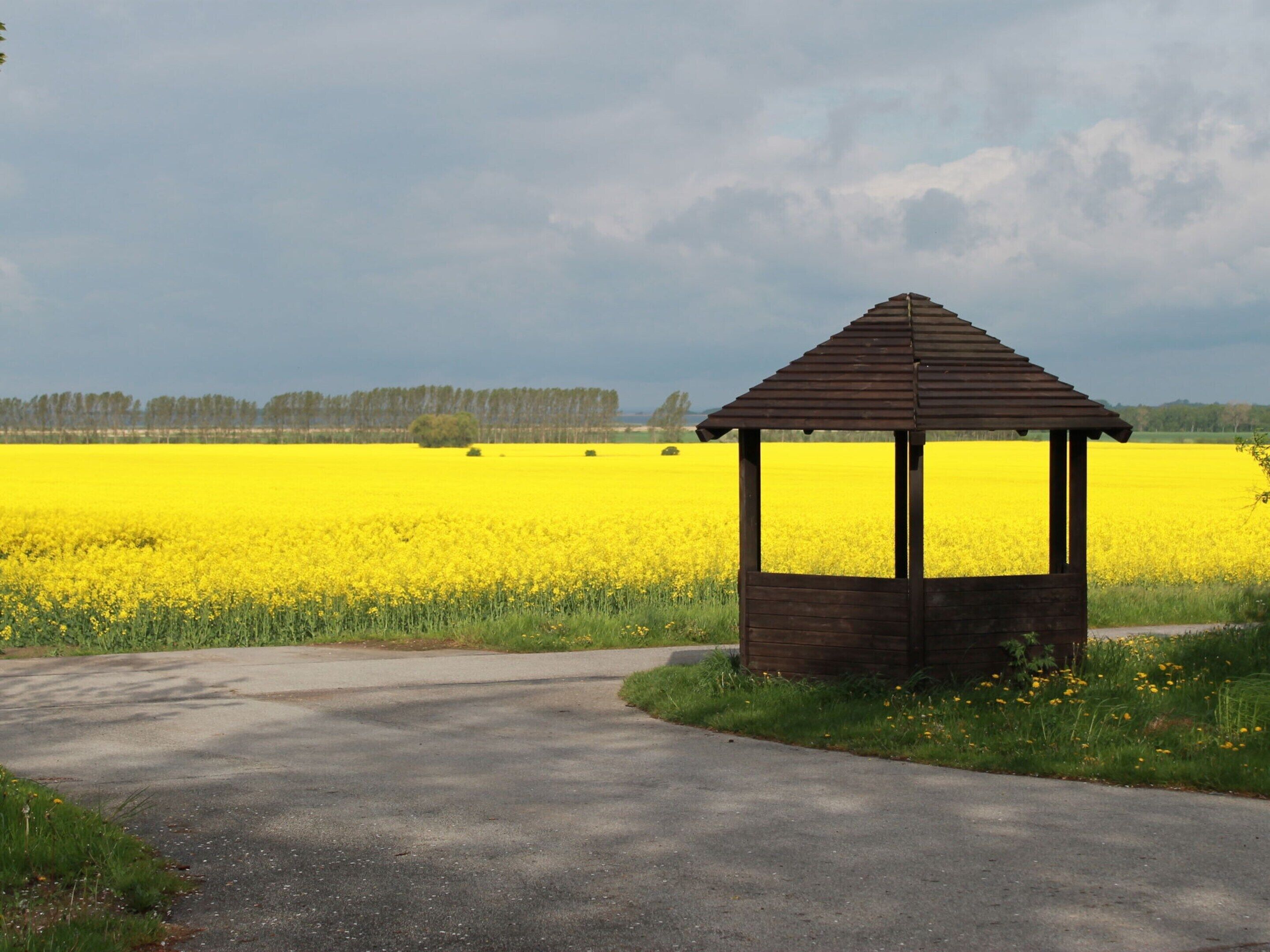 A wooden gazebo in a field of yellow flowers with a paved path leading to it.