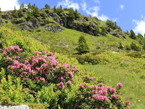 A mountainous landscape with lush greenery and pink flowers in the foreground.