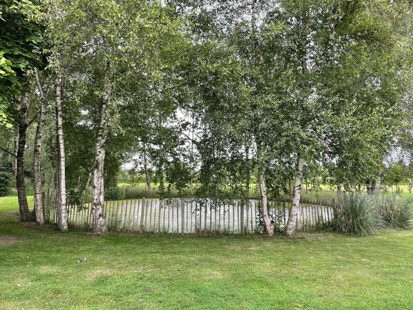 A grassy area with birch trees and a wooden fence.