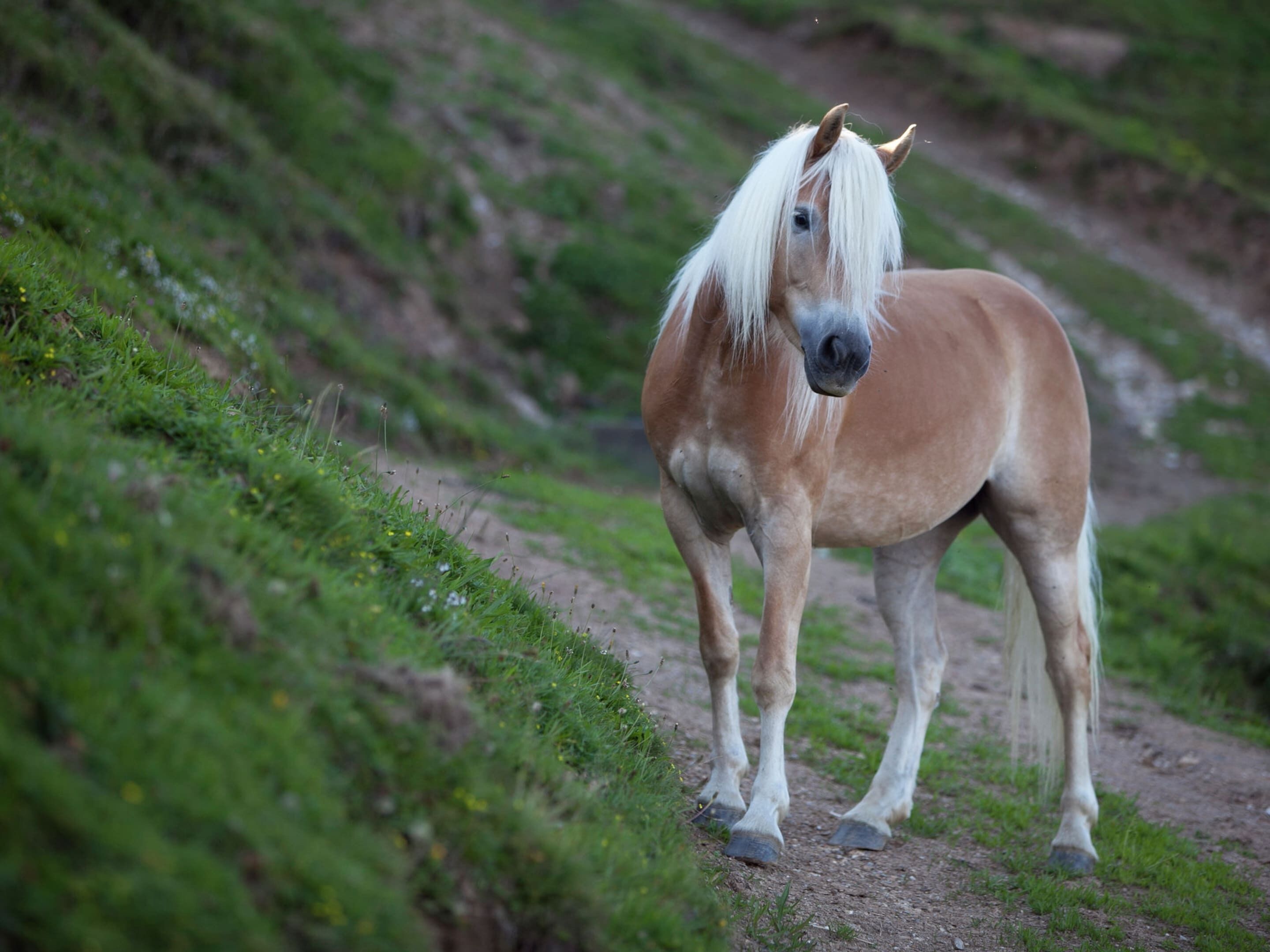 A horse standing on a dirt path surrounded by green grass.