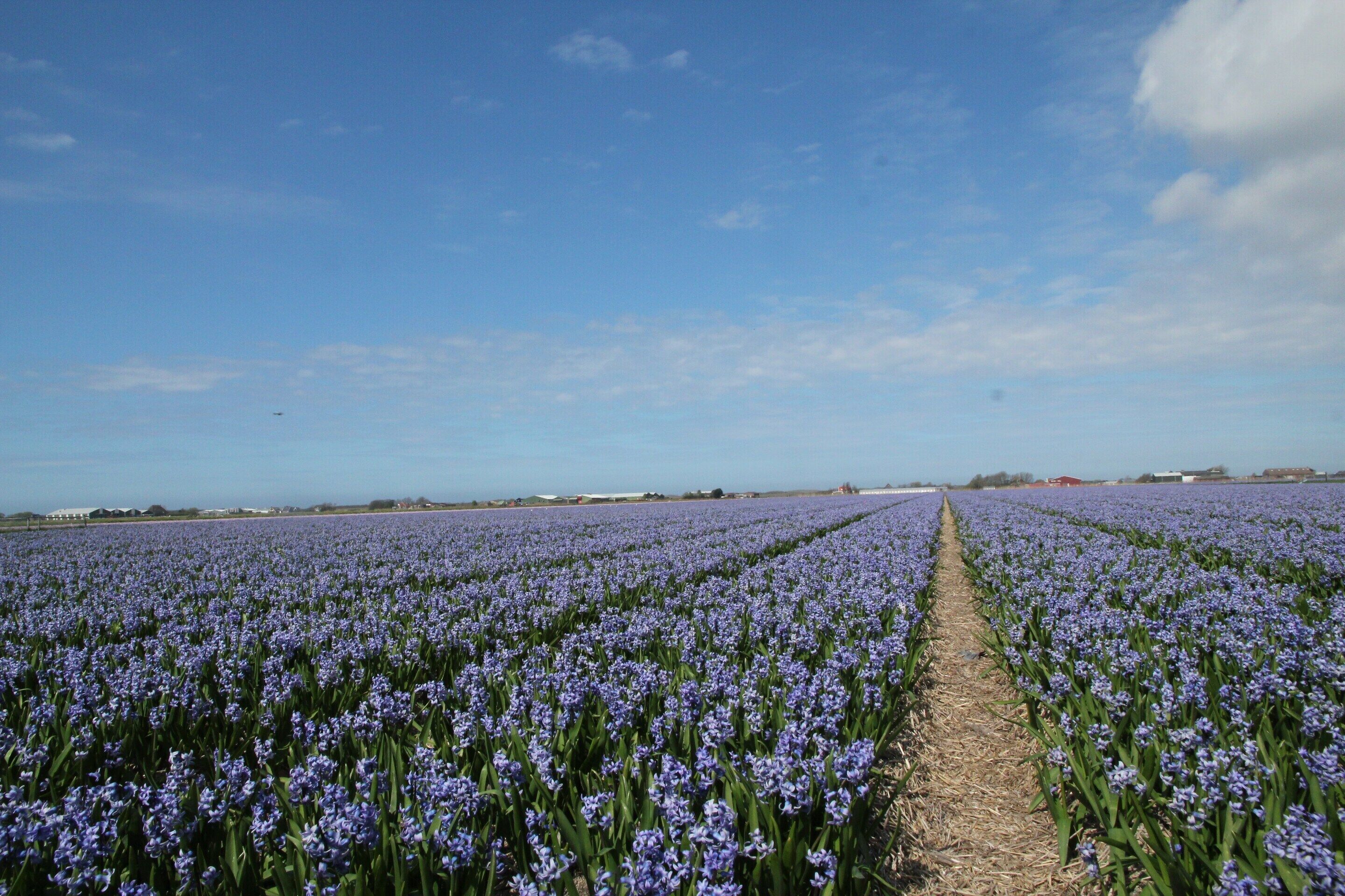 Un campo de flores moradas bajo un cielo despejado.