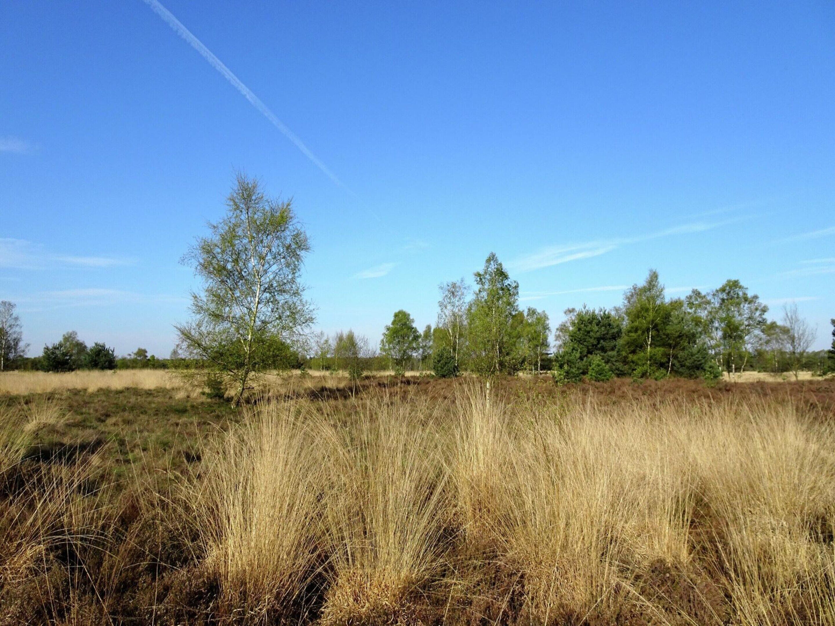 A natural landscape with dry grass, trees, and a clear blue sky.