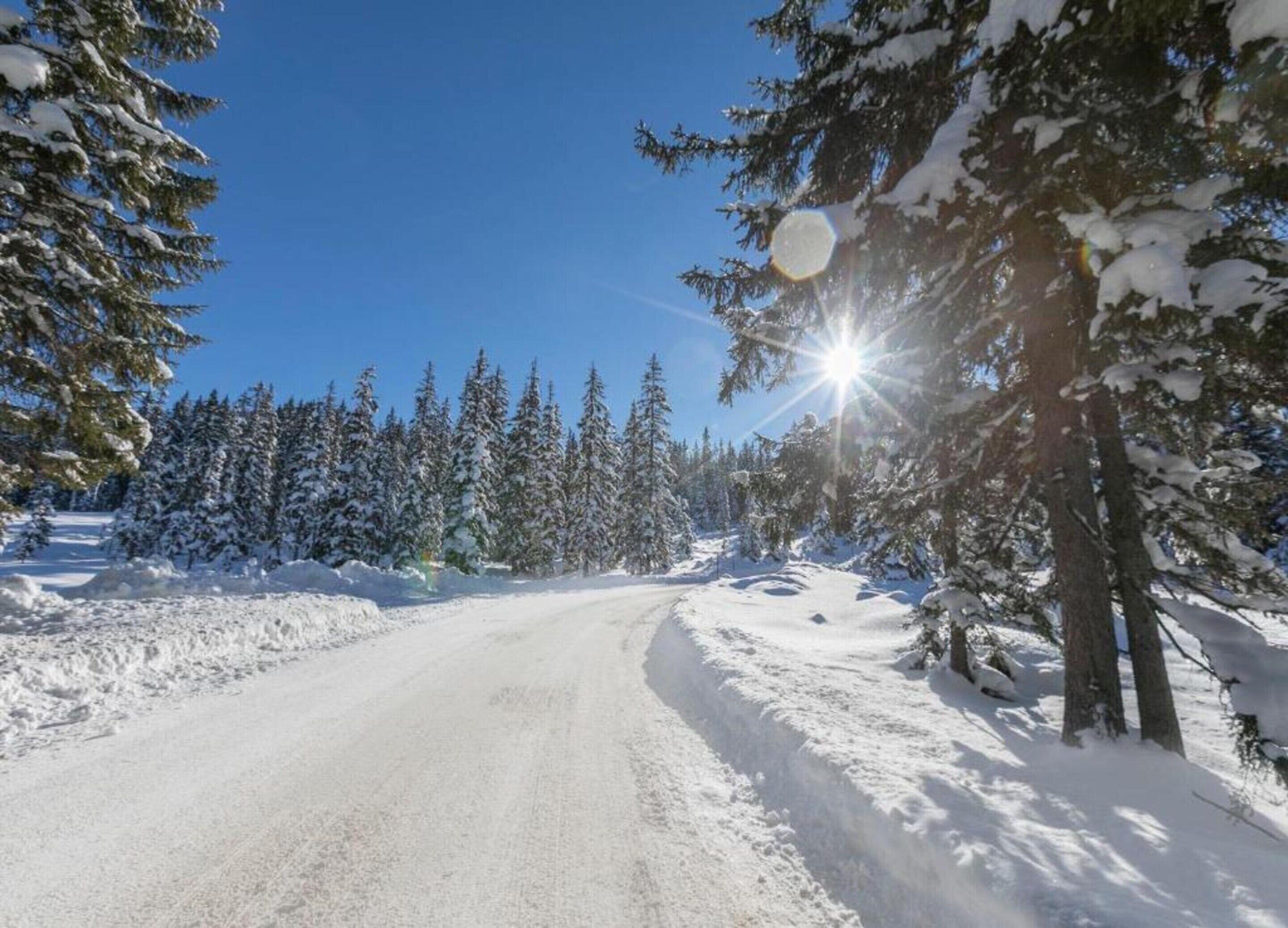 Une route enneigée bordée d’arbres à feuilles persistantes, sous un ciel bleu dégagé.